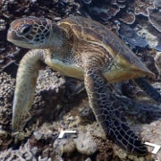 Google Maps' Street View goes underwater