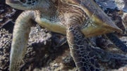 Google Maps' Street View goes underwater