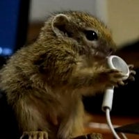 Ain't that cute? Baby squirrel thinks old Apple headphones are nuts (video)