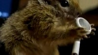 Ain't that cute? Baby squirrel thinks old Apple headphones are nuts (video)