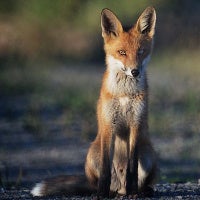 Sly fox steals a smartphone, then answers a phone call and sends a text