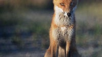 Sly fox steals a smartphone, then answers a phone call and sends a text