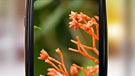 Possible Palm Pre rumored launch price