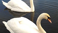 Cool images, taken with your cell phone #56