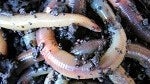 Worms: The latest in semiconductor manufacturing