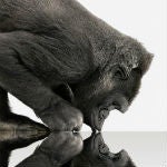 Corning announces Gorilla Glass 3