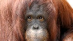 Apps for apes: give your old iPad to a bored orangutan