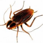 Windows Phone 8 text messaging bug found; yes, there is a workaround