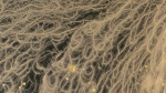 Ever wonder what the bacteria on your handset looks like?