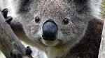 Koala-ity phone: Four Australian carriers announce that they will carry the Samsung Galaxy S 4