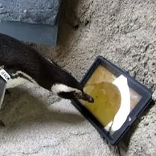 Watch Newsom the penguin set a personal high score on an iPad game made for cats