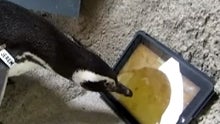 Watch Newsom the penguin set a personal high score on an iPad game made for cats