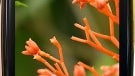 Palm widens access to webOS developers program