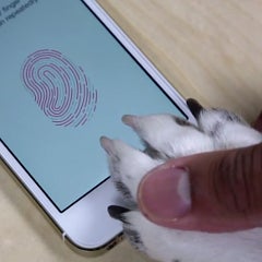 Nipple, toe and paw: 5 alternative ways to hack Touch ID and unlock the iPhone 5s