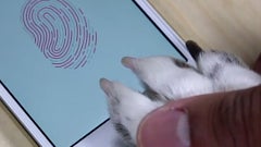 Nipple, toe and paw: 5 alternative ways to hack Touch ID and unlock the iPhone 5s