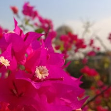Nokia details its new Refocus feature: shoot now, focus later, coming also to the Lumia 920