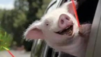 Geico makes a boo,boo; ad shows Windows Phone app which doesn't exist