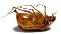 Update on the way to Verizon's Samsung Galaxy Note 3 to exterminate bugs and more