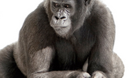 Corning introduces 3D shaped Gorilla Glass
