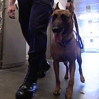 Did you know that trained dogs can be used to sniff out cell phones?