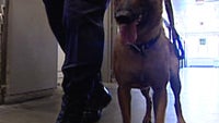 Did you know that trained dogs can be used to sniff out cell phones?