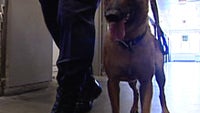 Did you know that trained dogs can be used to sniff out cell phones?