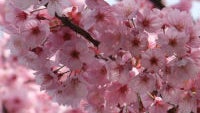 Images show Windows Phone 8.1 update nicknamed Cherry Blossom Pink by Nokia