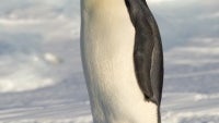 Carriers in Antarctica launch the Samsung Galaxy S5 ahead of schedule