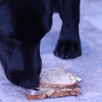 Peanut Butter and dog make for a strange test of the Samsung Galaxy S5's IP67 certification
