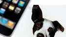High frequency sound plaguing the iPhone 3G S?