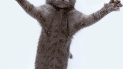 11 awesome (and free) cat wallpapers for Android