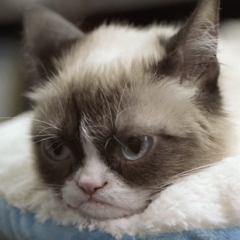 Grumpy Cat "doesn't hate" the Samsung Galaxy Tab 4 Nook