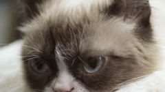 Grumpy Cat "doesn't hate" the Samsung Galaxy Tab 4 Nook