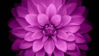 Download the new iOS 8 wallpapers here