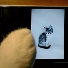 It’s not really the internet without cats: Lumia fan wins Nokia contest with a cute little video s