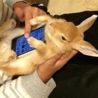 Latest craze in Asia: use a live bunny (a cat will also do) as a smartphone case