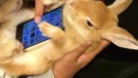 Latest craze in Asia: use a live bunny (a cat will also do) as a smartphone case