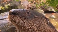 Samsung asks: What is the #CutestAnimal in the GALAXY?