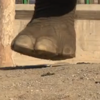What happens to the HTC Desire EYE when an elephant steps on it?