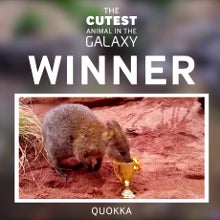 Samsung had a Note 4 commercial with cute animals before it was hip