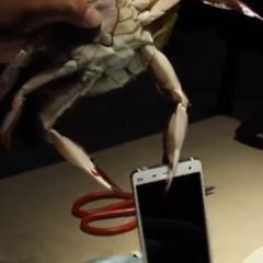 Xiaomi used live crabs and lobsters to test the toughness of its Mi4 smartphone