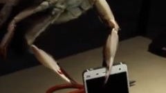 Xiaomi used live crabs and lobsters to test the toughness of its Mi 4 smartphone