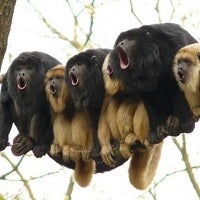 Yakety Yak! Verizon says more than 1 billion VoLTE HD calls made since September