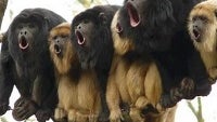 Yakety Yak! Verizon says more than 1 billion VoLTE HD calls made since September