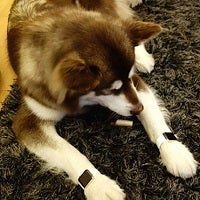 Have a dog that must have everything? Meet this pooch with TWO Apple Watch Editions