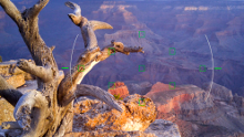 Do you use the manual controls of your phone camera app?