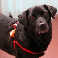 From Japan: A real wearable for your dog (or cat)