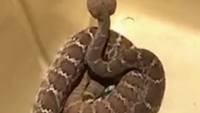 Man takes selfie with snake, inevitable happens