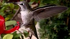 Check out this amazing 240fps slow-mo of a hummingbird shot with the Nexus 6P