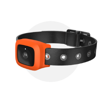 motorola dog collar